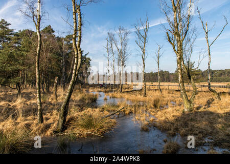 Diesfordter Wald, im Naturpark Hohe Mark Westmünsterland, Wald, in der Nähe von Wesel, Holzsteg über eine Moorlandschaft, Stockfoto