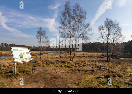 Diesfordter Wald, im Naturpark Hohe Mark Westmünsterland, Wald, in der Nähe von Wesel, Holzsteg über eine Moorlandschaft, Stockfoto