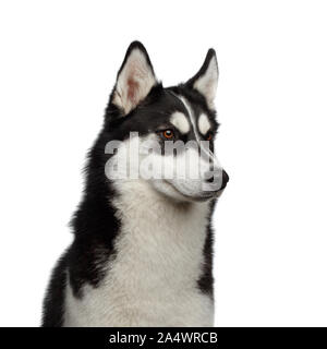 Portrait von Sibirischen Husky Hund mit lustigen Augenbrauen an der Seite auf isolierten weißen Hintergrund suchen, Profil anzeigen Stockfoto