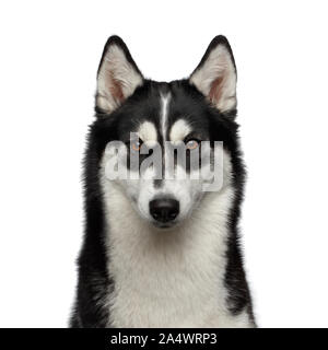 Portrait von Sibirischen Husky Hund mit lustigen Augenbrauen Blick auf isoliert weißer Hintergrund, Vorderansicht Stockfoto