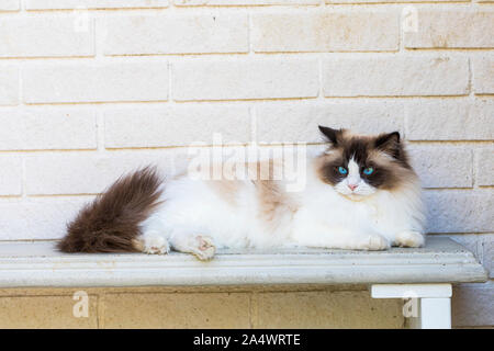 Eine hübsche bicolor Ragdoll Katze im Freien. Die Katze legt auf eine konkrete Bank, mit einem weiß gefliesten Wand als Hintergrund. Stockfoto