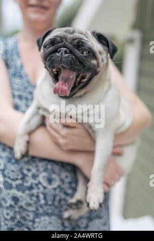 Eine kleine schwarz und beige Mops Hund in den Armen eines unkenntlich Frau. Der Hund ist auf der Suche direkt auf den Betrachter mit ein glückliches Gesicht. Stockfoto