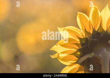 Eine hinterleuchtete Sonnenblume Foto mit der Blume von hinten gesehen. Moody Stil mit Soft Focus. Hintergrund Foto mit Raum für Text kopieren. Stockfoto