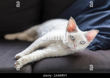 Eine elegante weiße Katze mit großen Ohren, die auf einem dunklen Sofa gestreckt und Blick in die Kamera. Sie schaut in die Kamera. Die Katze ist ein weißes purebre Stockfoto