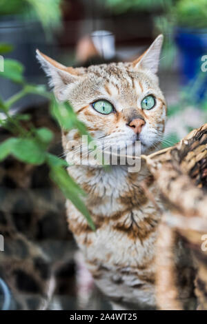 Nahaufnahme einer hübschen gestromt reinrassige Bengal Katze durch die Äste mit grünen Blättern suchen, gleich hinter einem Korb. Stockfoto