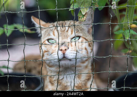 Eine reinrassige Bengeal Katze in einen Outdoor cat Käfig. Die Katze ist von Pflanzen umgeben und er ist auf der Suche unzufrieden. Close-up. Stockfoto