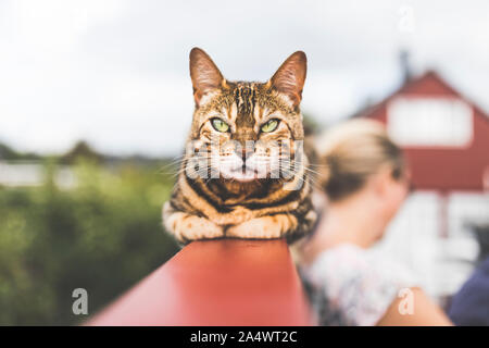 Ein tabby Bengalkatze in die Kamera starrt. Die Katze ist laied auf einem roten poarch Geländer und es gibt eine nicht erkennbare Gebäude und einem unkenntlich Perso Stockfoto