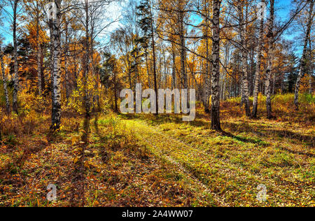 Goldener Herbst im Birch Grove mit weißen Trunks, Orange und Gelb herabfallendes Laub und Schmutz der Straße durch den Wald. Helle, sonnige herbstliche Landschaft an Stockfoto