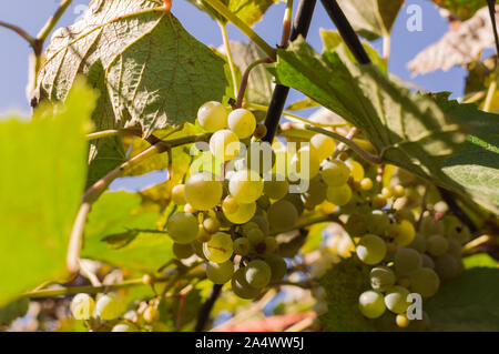 Weiße Trauben wachsen auf eine Rebe, die zur Erzeugung von Wein. Ernte reif zur Ernte bereit an einem sonnigen Tag im Herbst. Weinberg in Frankreich. Für design Vorlage Stockfoto