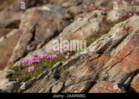 Rosa Blumen auf den Klippen bei Rhoscolyn, anglesey, Nordwales, an einem sonnigen Tag Stockfoto