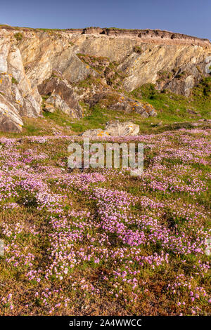 Rosa Blumen auf den Klippen bei Rhoscolyn, anglesey, Nordwales, an einem sonnigen Tag Stockfoto