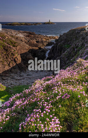 Rosa Blumen auf den Klippen bei Rhoscolyn, anglesey, Nordwales, an einem sonnigen Tag Stockfoto