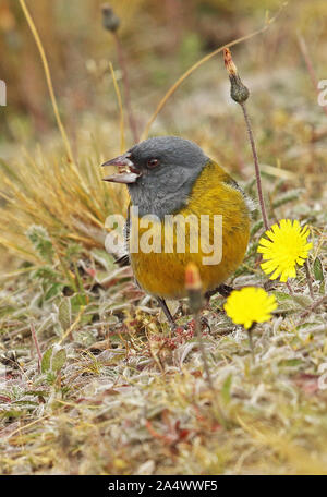 Patagonische Sierra - Finch (Phrygilus patagonicus) männlichen Erwachsenen auf dem Boden essen Samen Punta Arenas, Chile Januar Stockfoto