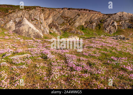 Rosa Blumen auf den Klippen bei Rhoscolyn, anglesey, Nordwales, an einem sonnigen Tag Stockfoto