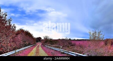 Eautiful fantasy Infrarot Landschaft Panorama in rosa und lila Farben Stockfoto