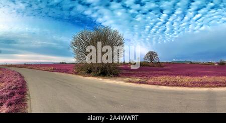 Eautiful fantasy Infrarot Landschaft Panorama in rosa und lila Farben Stockfoto