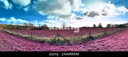 Eautiful fantasy Infrarot Landschaft Panorama in rosa und lila Farben Stockfoto