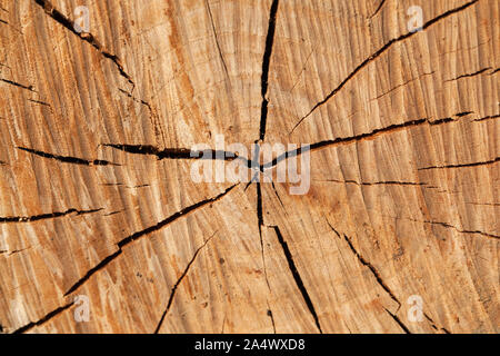 Runde Holz- Muster mit Rissen in einem Abschnitt anmelden Stockfoto