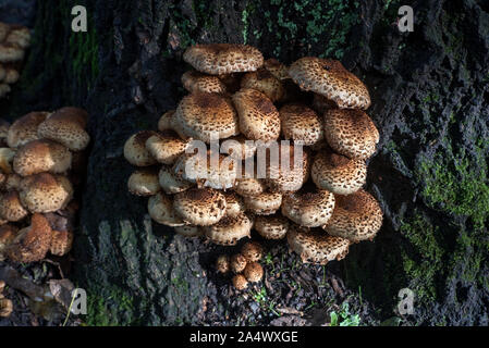 Shaggy scalycap (pholiota Squarrosa), wächst an der Basis eines Baumes in der St. Cuthbert Kirchhof, Edinburgh, Schottland, Großbritannien. Stockfoto