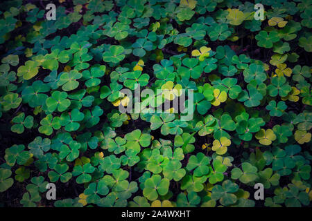 Ansicht von oben auf die grüne Shamrocks. Sauerklee. Oxalis Naiandinus. Nahaufnahme. Stockfoto