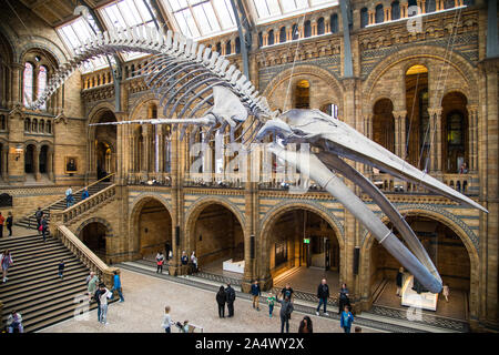 Blauwal in der Haupthalle des Natural History Museum Stockfoto