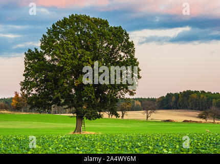 Single Tree auf grün Herbst" im Oktober in der Nähe von grosshennersdorf Sachsen/Deutschland Stockfoto