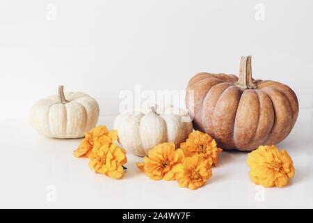 Herbst noch leben Szene mit Studentenblume, sammetblume Blumen und orange, weiß Kürbisse auf Tisch Hintergrund. Herbst, Halloween und Thanksgiving Konzept Stockfoto