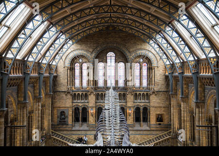 Blauwal in der Haupthalle des Natural History Museum Stockfoto