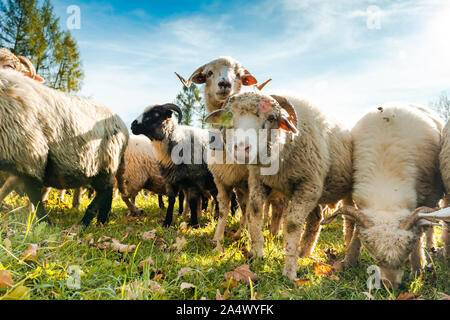 Glückliche Schafe weiden auf der grünen Weide, Nahaufnahme, niedrigen Winkel Schießen Stockfoto