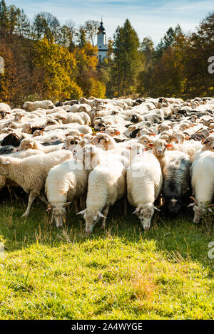 Viele Schafe in der Herde auf der Weide grasen am sonnigen Herbsttag. Stockfoto