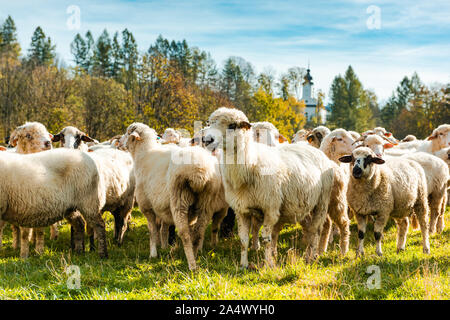 Viele Schafe in der Herde auf der Weide grasen am sonnigen Herbsttag. Stockfoto