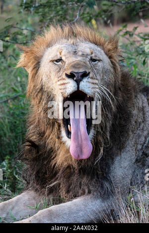 Nahaufnahme eines African Lion Head Panthera leo brüllen mit seinen Mund weit geöffnet und die Zunge erweitert Stockfoto