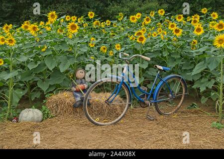 Ein vintage Blue Bicycle und manche fallen Dekorationen vor einem blühenden Sonnenblumen Feld mit Bäumen im Hintergrund im Herbst Stockfoto