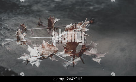 Close-up von getrockneten Thistle auf Pfütze von Wasser am Strand, zarte Schuß für Dekoration und emotionalen Aspekt. Stockfoto