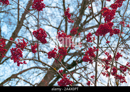 Cluster von roter Farbe Mountain Ash Vogelbeeren schließen bis auf den Ästen von Rowan Baum ohne Blätter gegen den blauen Herbsthimmel Stockfoto