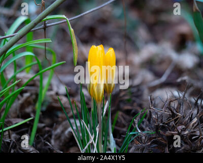 Gruppe von gelben Krokusse im Frühling Stockfoto