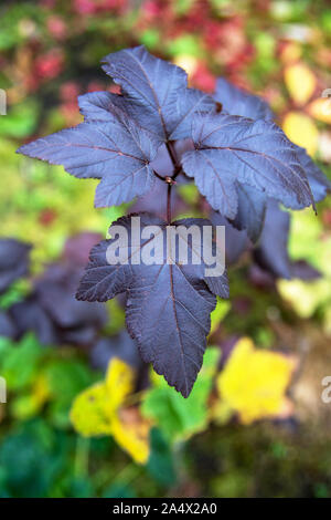 Physocarpus opulifolius Diabolo oder ninebark Laub oder Ninebark Red Baron. Schöne rote braune Blätter auf big Bush. Stockfoto