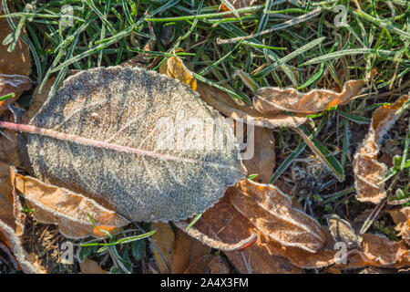 Frost auf ein Blatt im Gras, Herbst Boden spätfröste Stockfoto