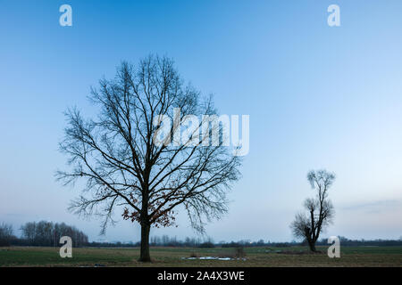 Big Oak ohne Blätter, blauer Himmel. Nowiny, Polen Stockfoto