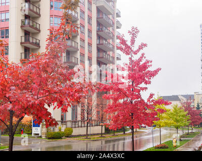 Rote Blätter Ahorn Bäume auf der anderen Straßenseite von einem Gebäude an einem regnerischen Tag. Stockfoto