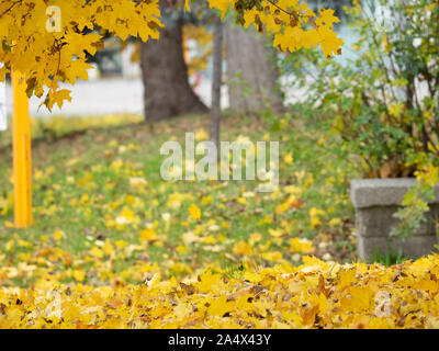 Goldgelb Sugar Maple Tree Blätter bedecken den Boden mit Hintergrund verschwommen. Stockfoto