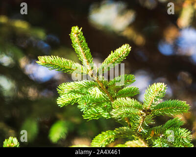 Isolierte Niederlassung nach oben an einem sonnigen Tag Fichte. Stockfoto