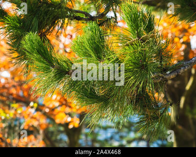 Kiefer Niederlassung an einem sonnigen Tag nach oben zeigt und ein Baum mit orange Blätter im Hintergrund verschwimmen. Stockfoto