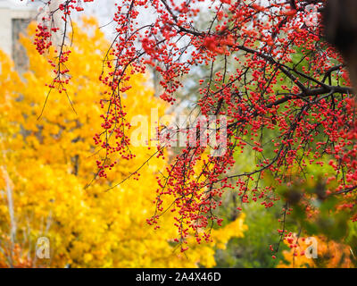 Wunderschöne, kleine rote Früchte auf chinesische Crab Apple tree branches Vor gelb Ahorn Blätter im Herbst aufhängen. Stockfoto