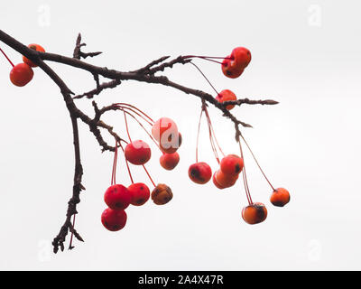 Kleine rote Frucht der Chinesischen Crab Apple mit Unvollkommenheiten, hing ein Zweig gegen die weissen Himmel. Stockfoto
