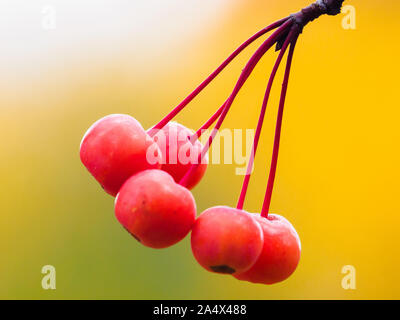 Der kleine rote Frucht der Chinesischen Crab Apple im Herbst. Stockfoto