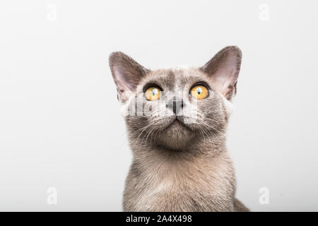 Closeup Porträt eines Jungen blau grau Burma kitten, ca. 17 Wochen alt Schuss aus einem niedrigen Winkel. Grau weißen Hintergrund. Stockfoto