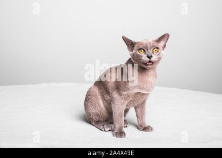 Eine junge blau grau Burma kitten, ca. 17 Wochen alt sitzen auf einer weißen Decke. Die Katze hat seinen Mund öffnete. Stockfoto