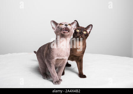 Zwei Birma Kätzchen suchen. Die Katzen sind ca. 17 Wochen alt und Sie sitzen auf einer weißen Decke mit einem grauen Hintergrund. Stockfoto