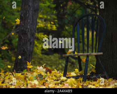 Ahorn Baum Blätter, die im Wind rund um einen grünen Stuhl im Freien. Stockfoto